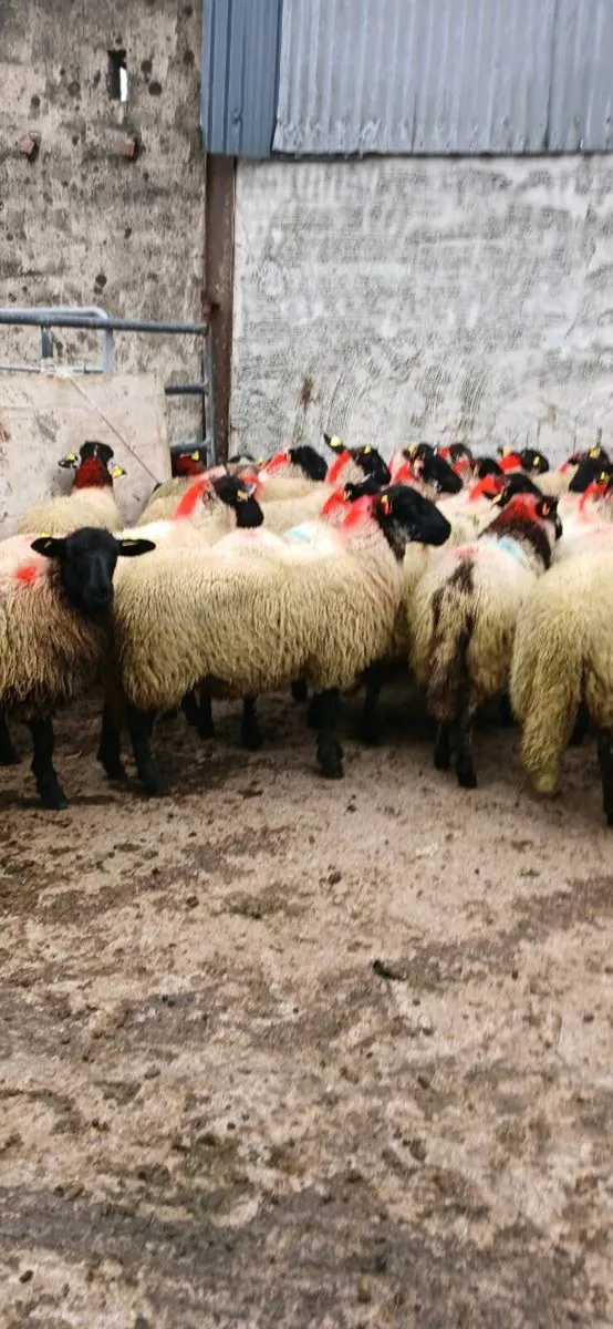 Ewe lambs - Image 4