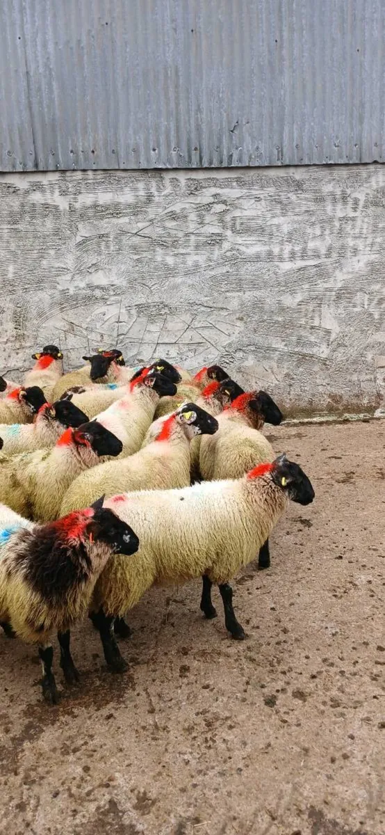 Ewe lambs - Image 2