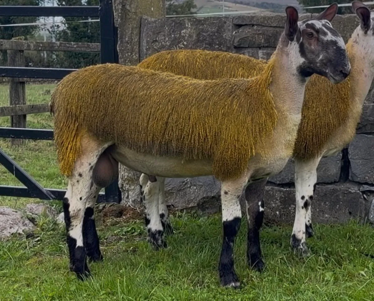 Pedigree bluefaced Leicesters - Image 3