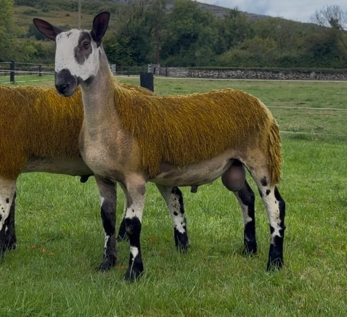 Pedigree bluefaced Leicesters - Image 4