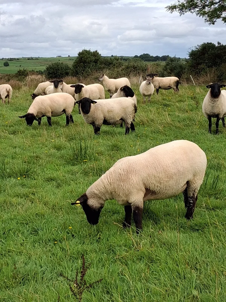 Hoggets - Image 1