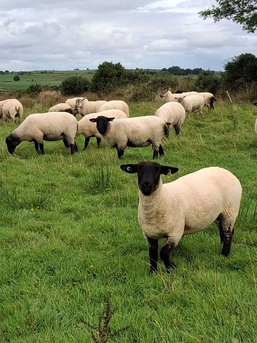 Hoggets - Image 2