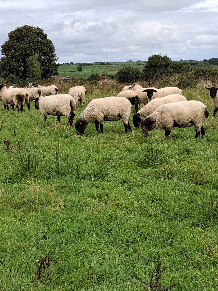 Hoggets - Image 3