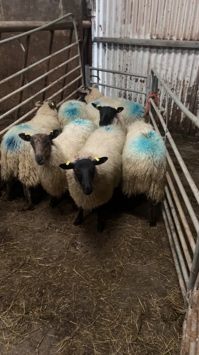 Sheep - Image 3