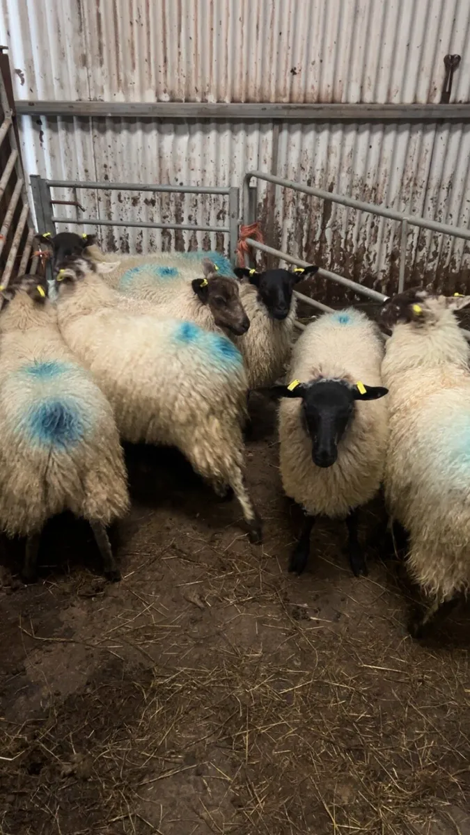 Sheep - Image 4