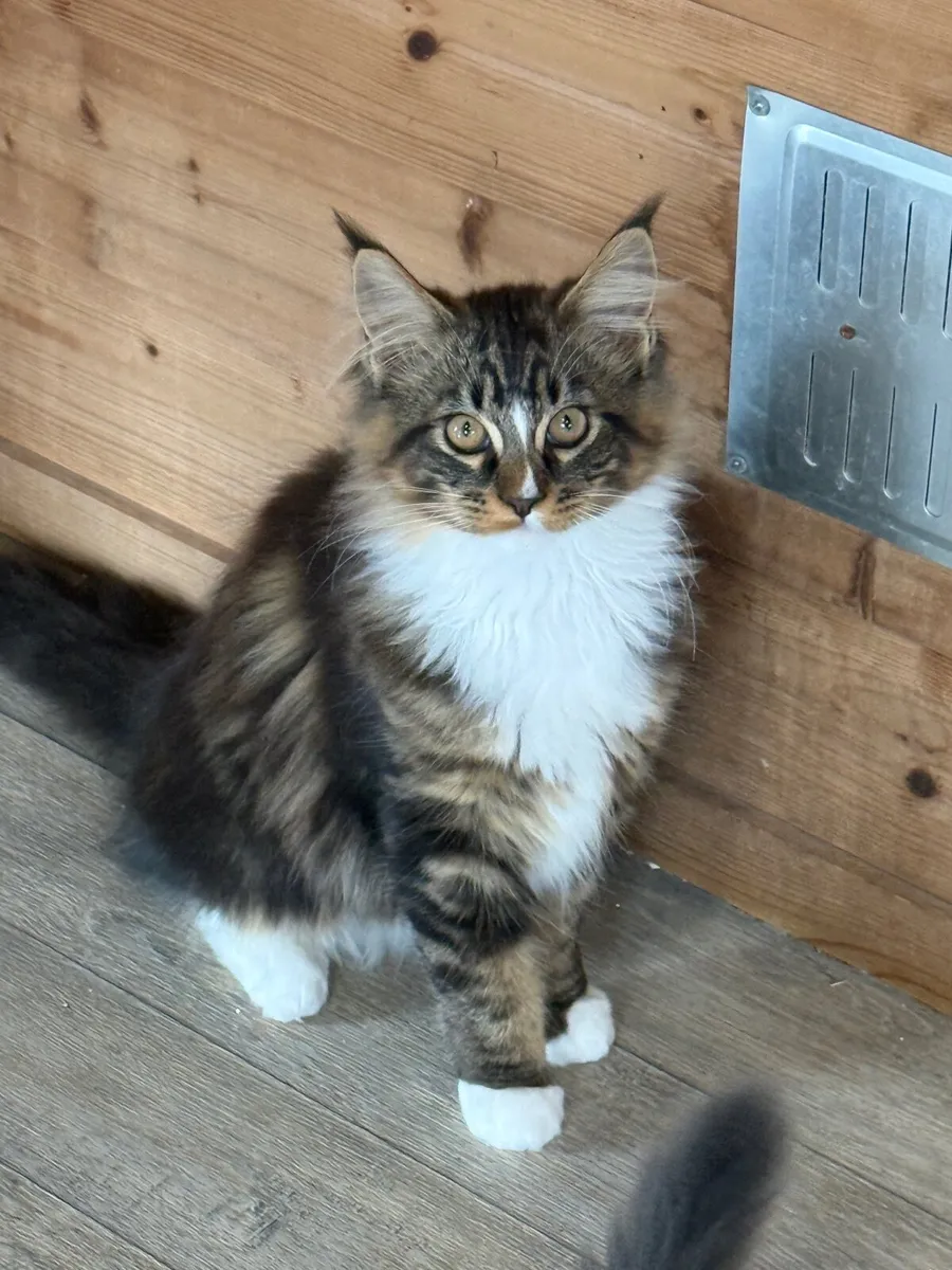 GCCF registered Maine coon kittens - Image 2