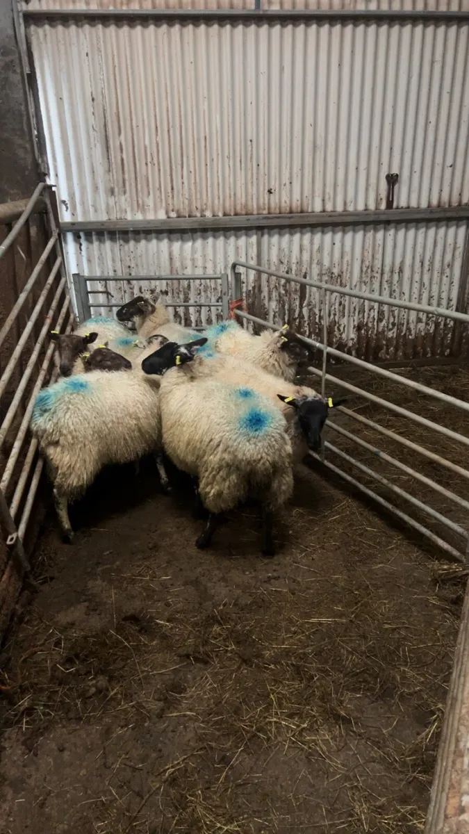 Sheep - Image 1