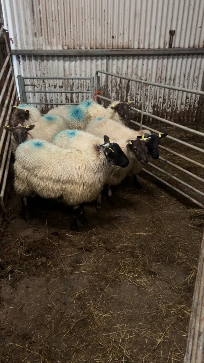 Sheep - Image 2