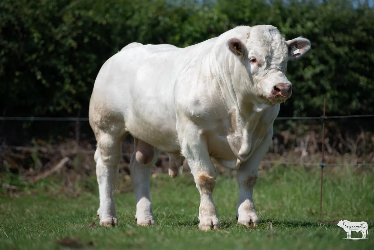 Pedigree Charolais Bulls - Image 3
