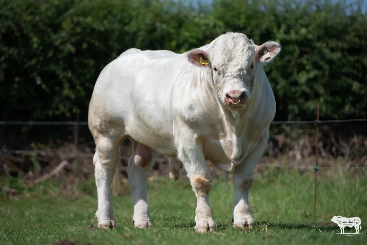 Pedigree Charolais Bulls - Image 4