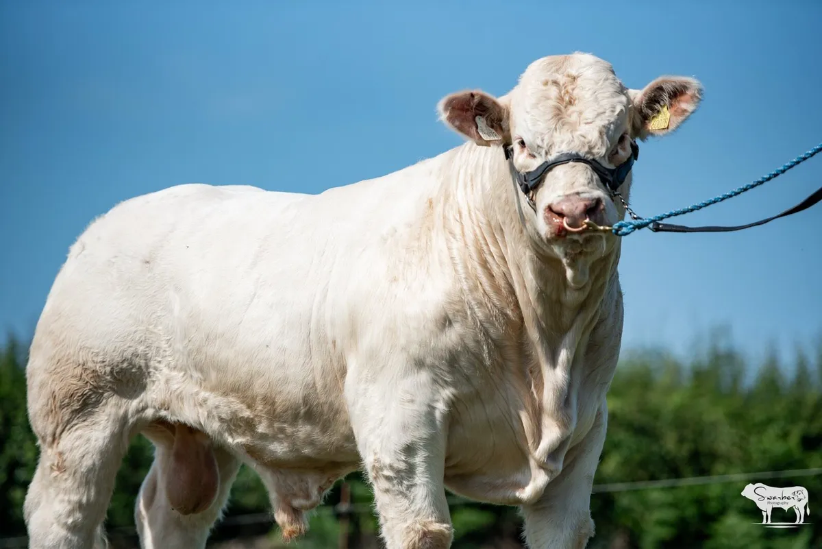 Pedigree Charolais Bulls - Image 1