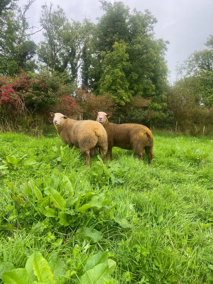 Pedigree Charollais sheep - Image 1