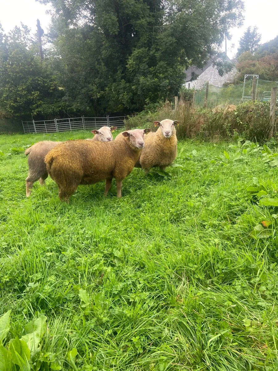 Pedigree Charollais sheep - Image 2