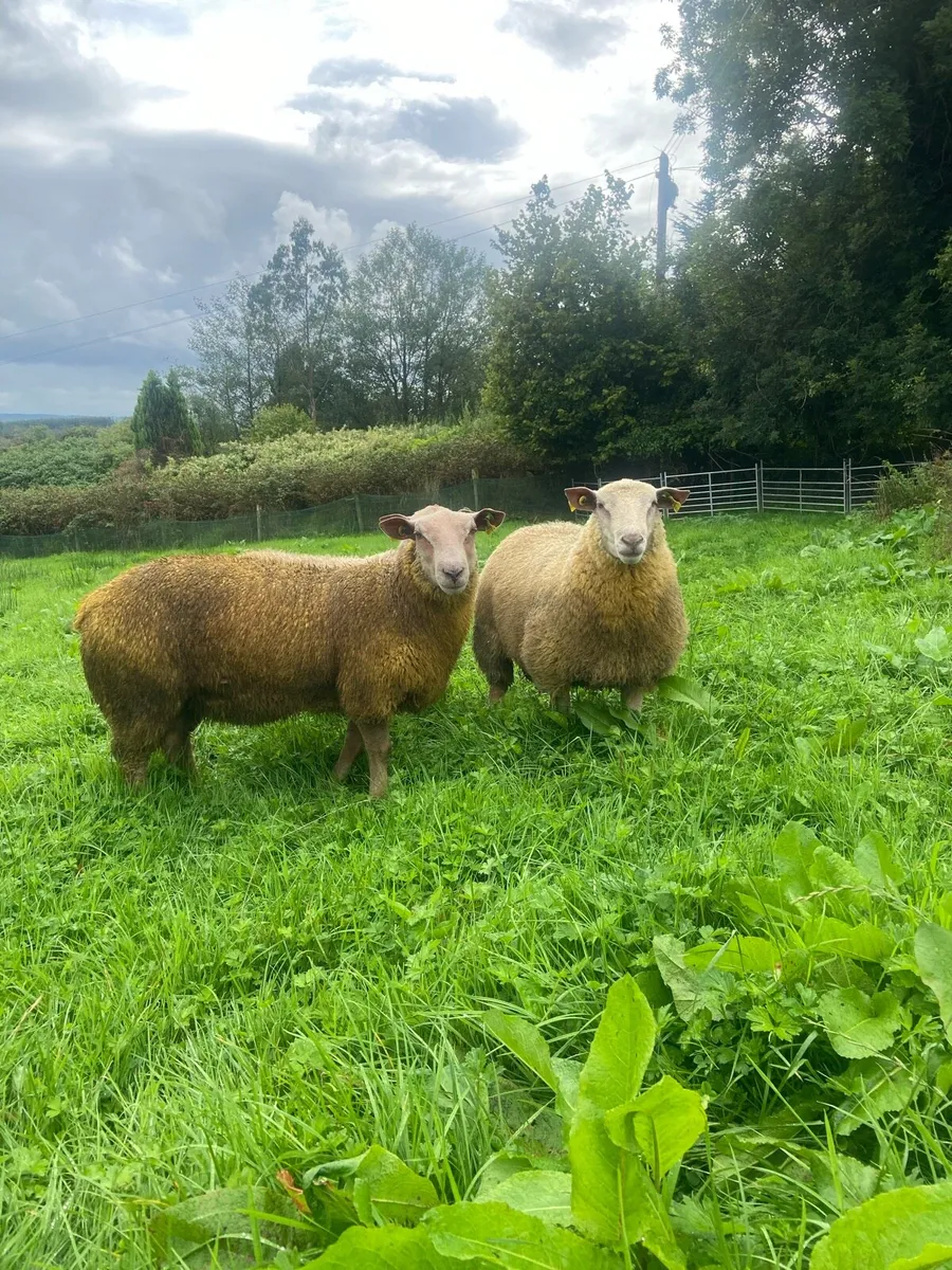Pedigree Charollais sheep - Image 3