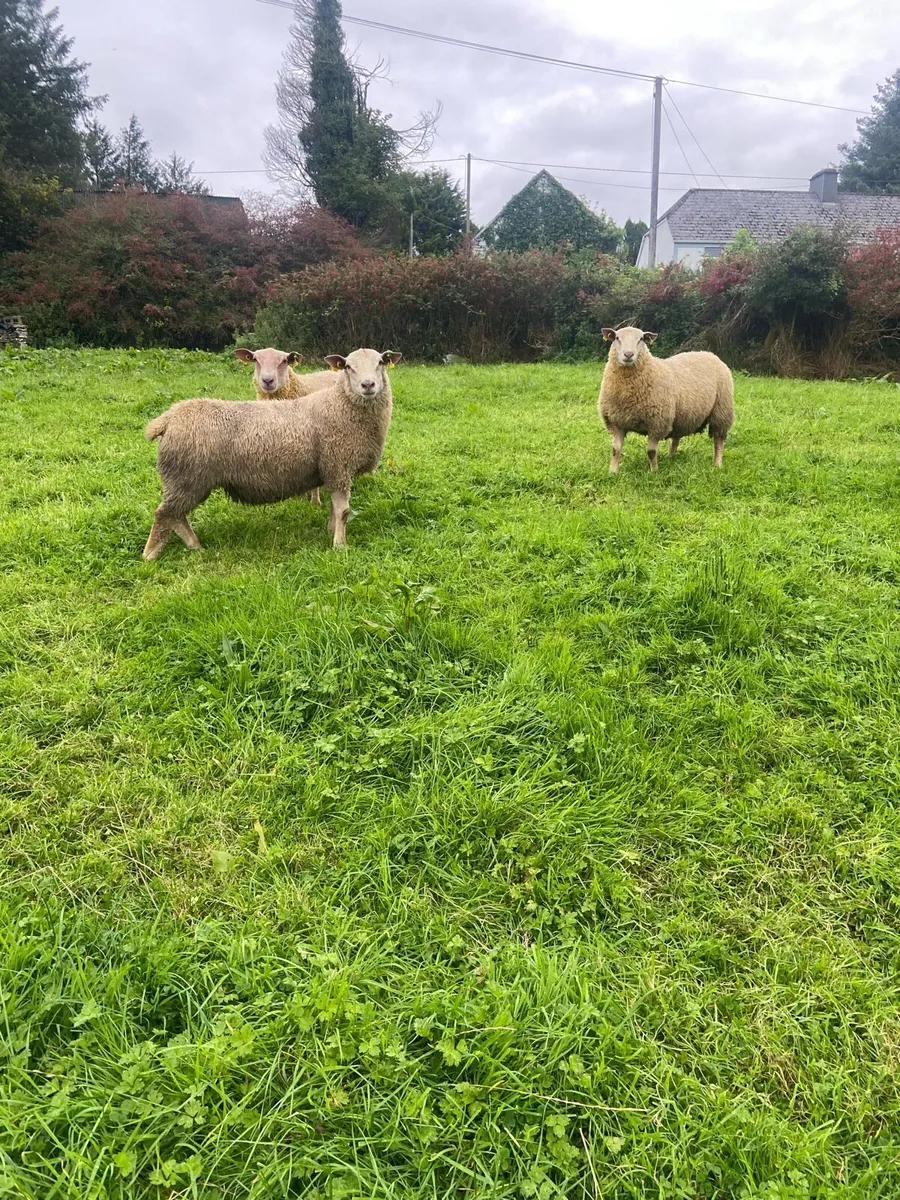 Pedigree Charollais sheep - Image 4