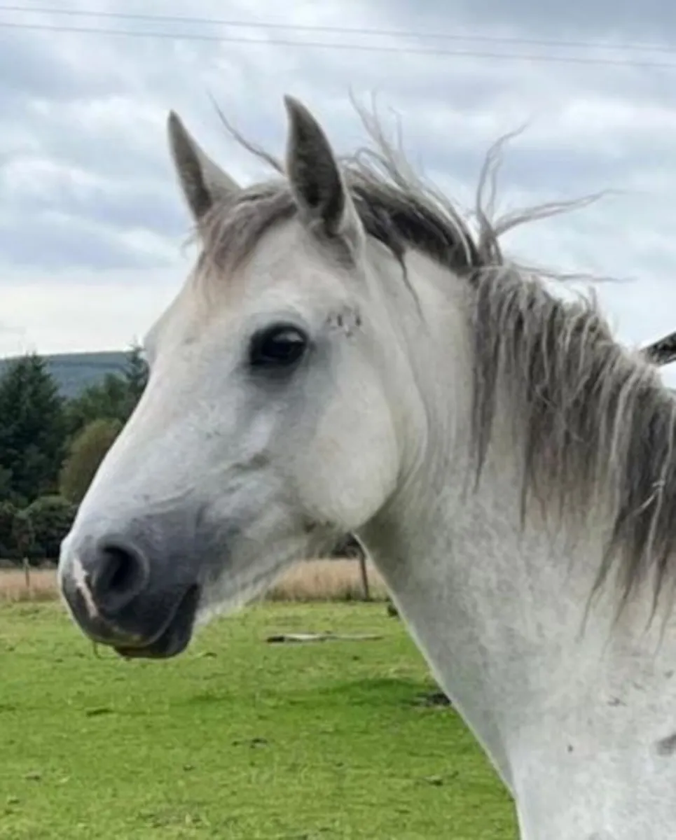 Connemara Cl1 in foal to son of Glencarrick Knight - Image 1