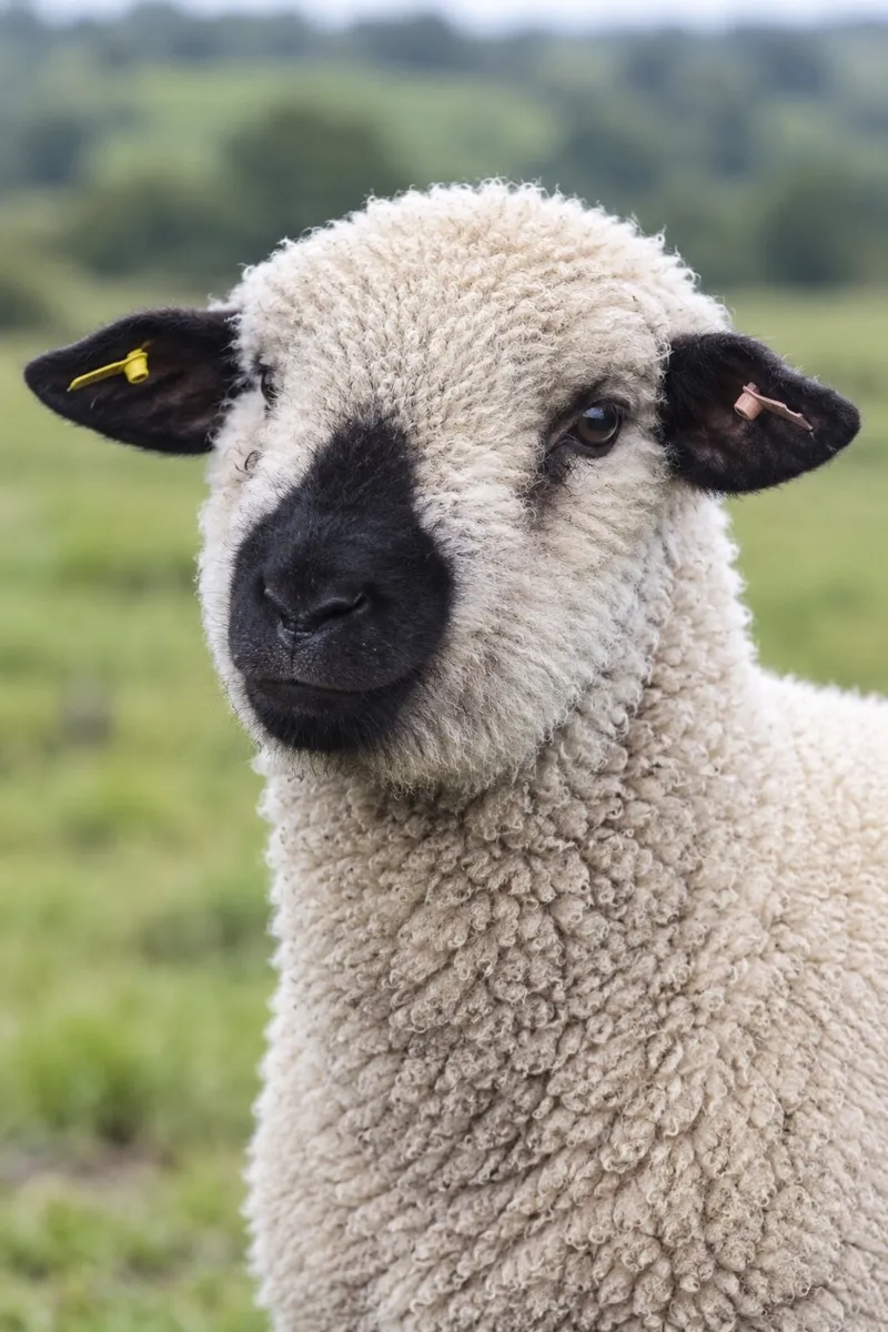 Hampshire Ram Lambs - Image 1