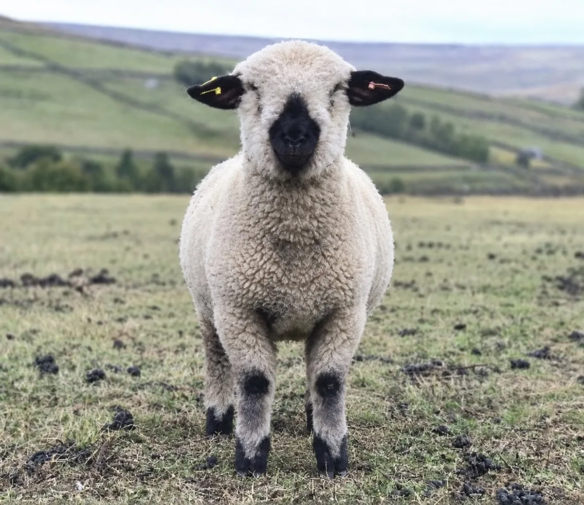Hampshire Ram Lambs - Image 2