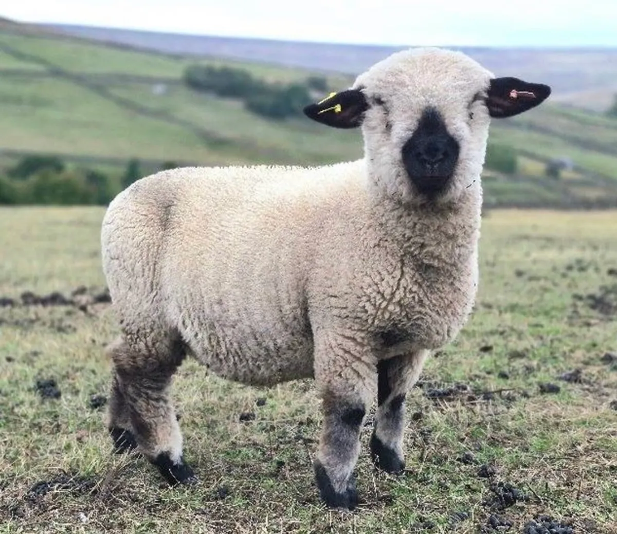 Hampshire Ram Lambs - Image 3