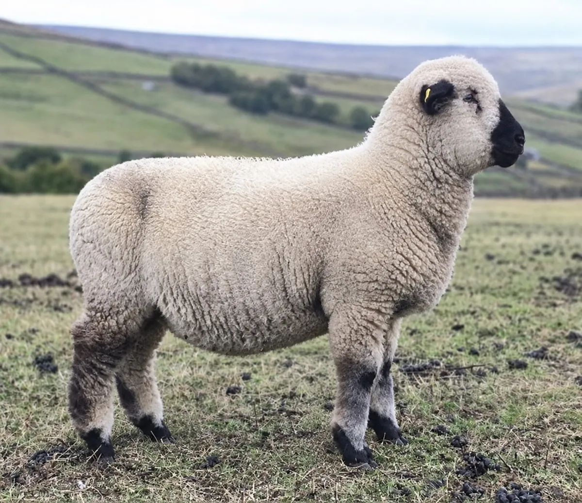 Hampshire Ram Lambs - Image 4