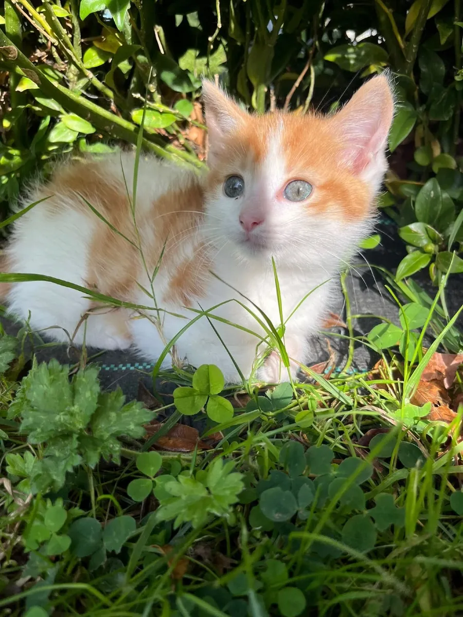 Beautiful Kitten - Image 1