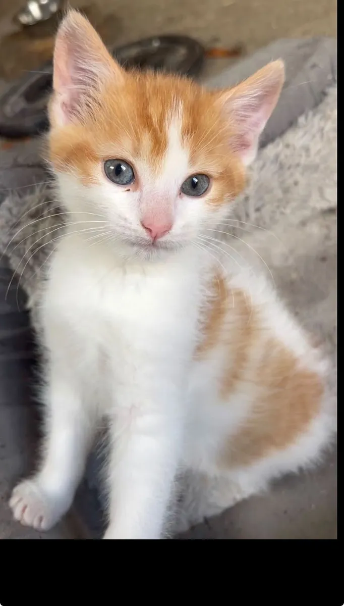 Beautiful Kitten - Image 2