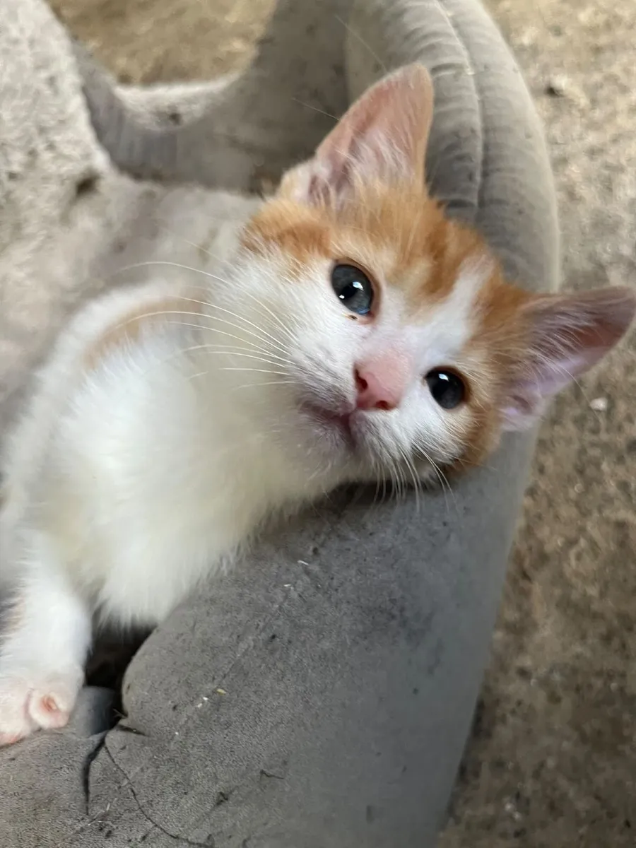 Beautiful Kitten - Image 3