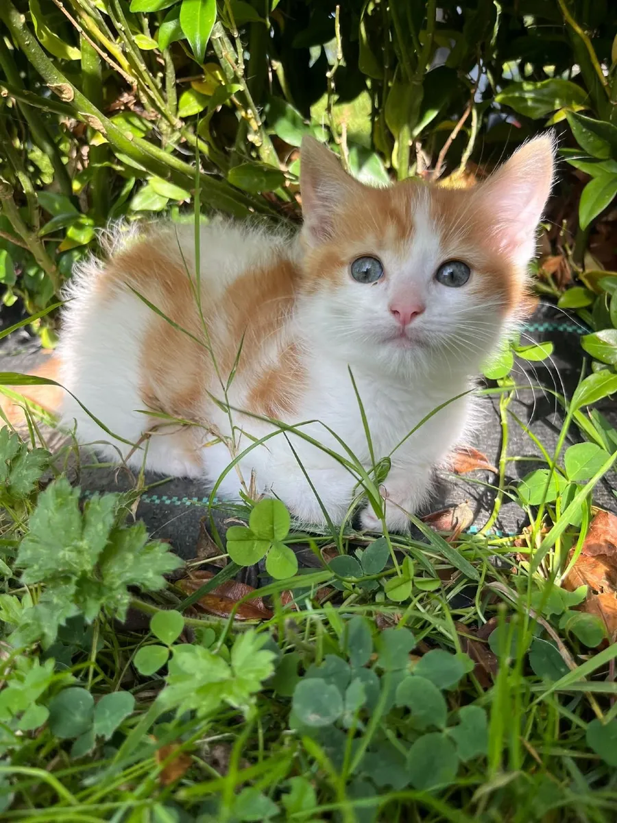 Beautiful Kitten - Image 4