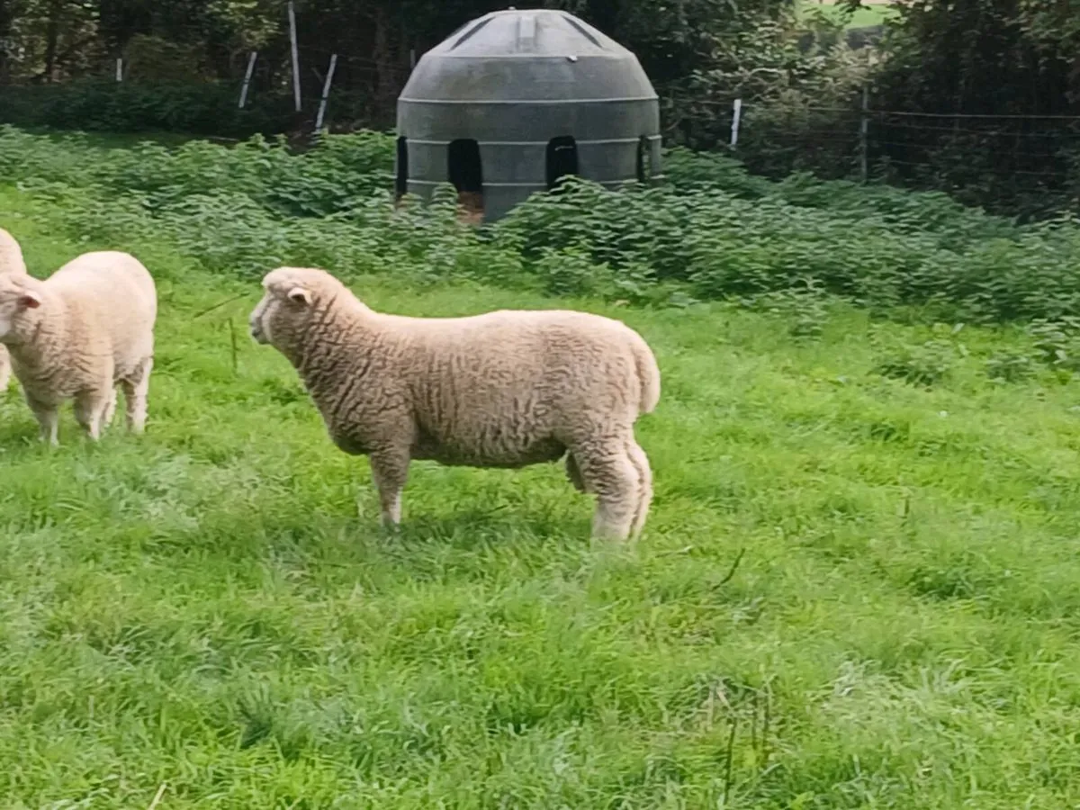 Dorset Ram lambs - Image 1