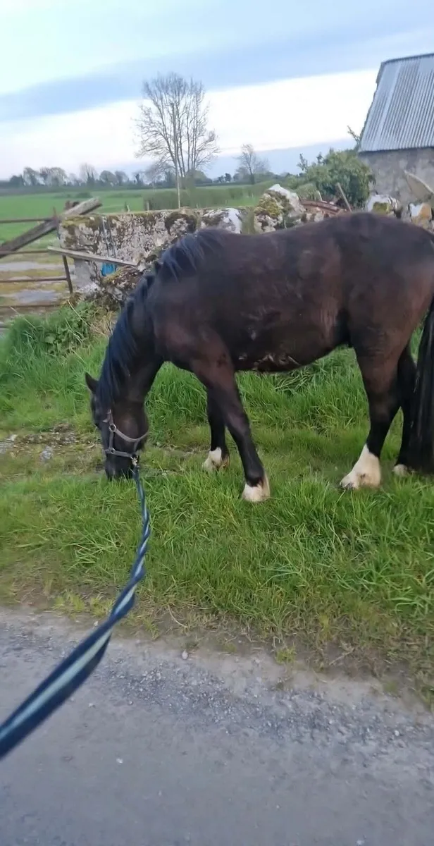 12.2 pony - Image 1
