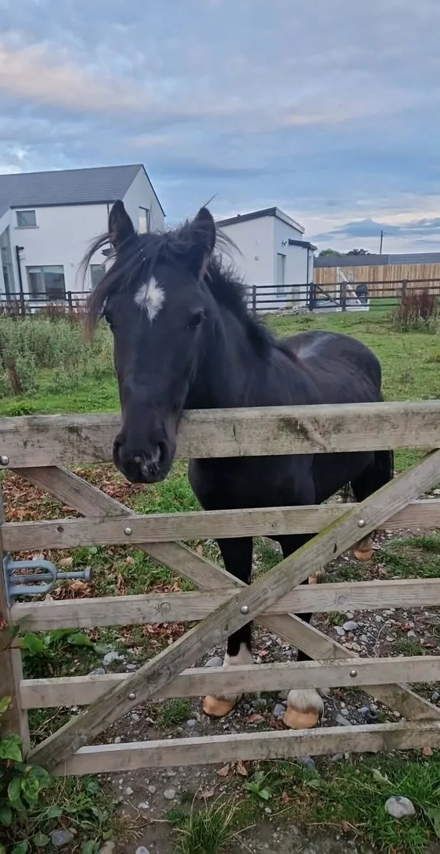 12.2 pony - Image 2