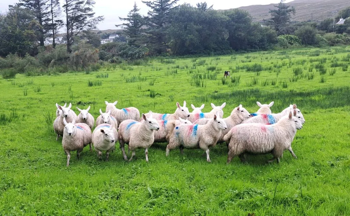 North Country Cheviot Lambs - Image 1