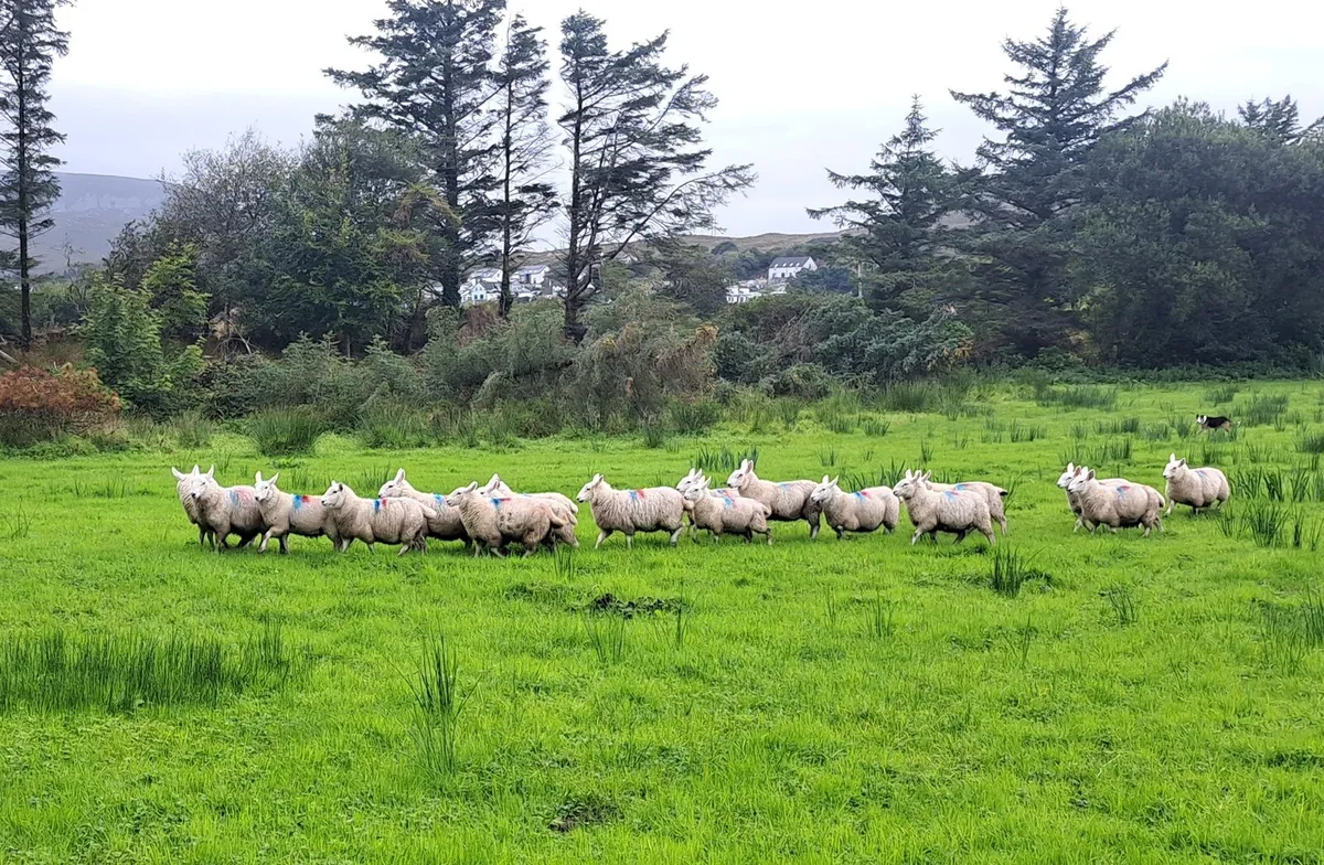 North Country Cheviot Lambs - Image 2