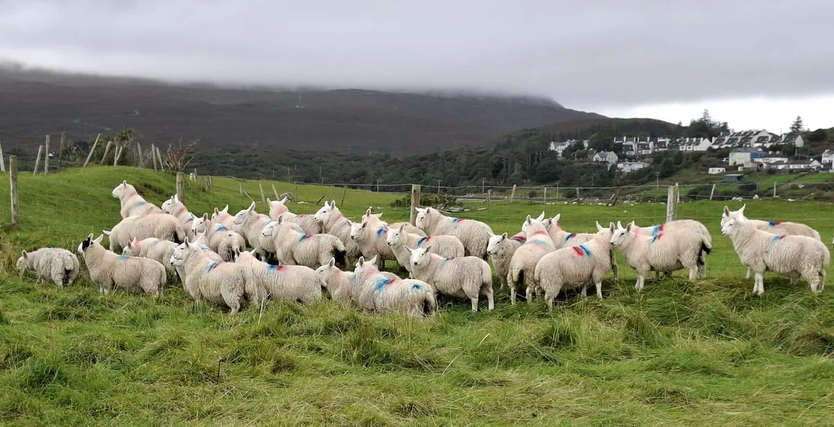 North Country Cheviot Lambs - Image 3