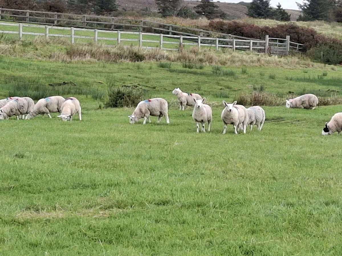 North Country Cheviot Lambs - Image 4