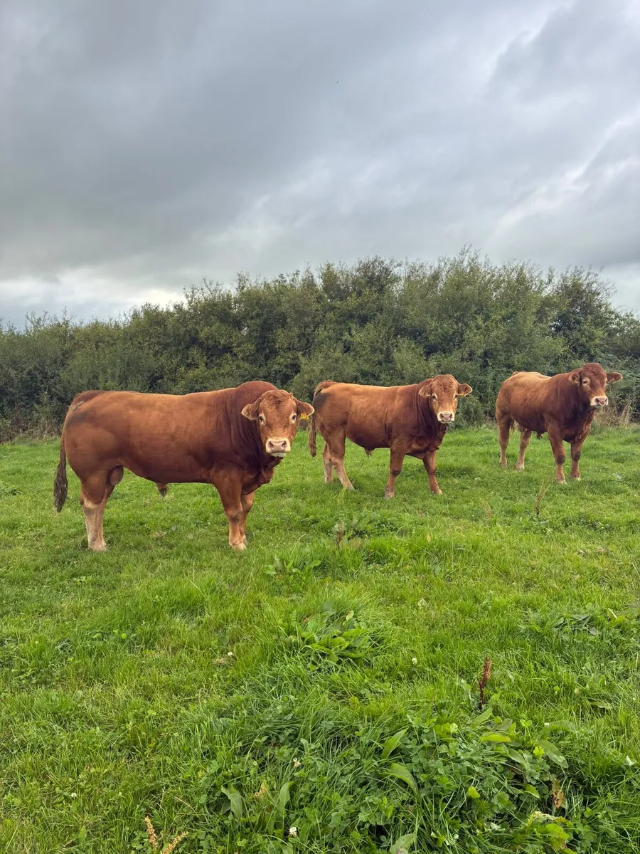 Limousin Bulls - Image 3