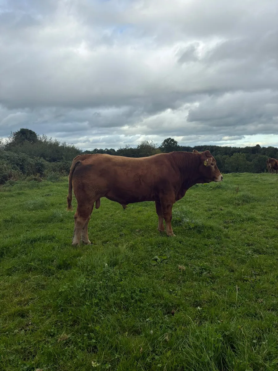 Limousin Bulls - Image 4