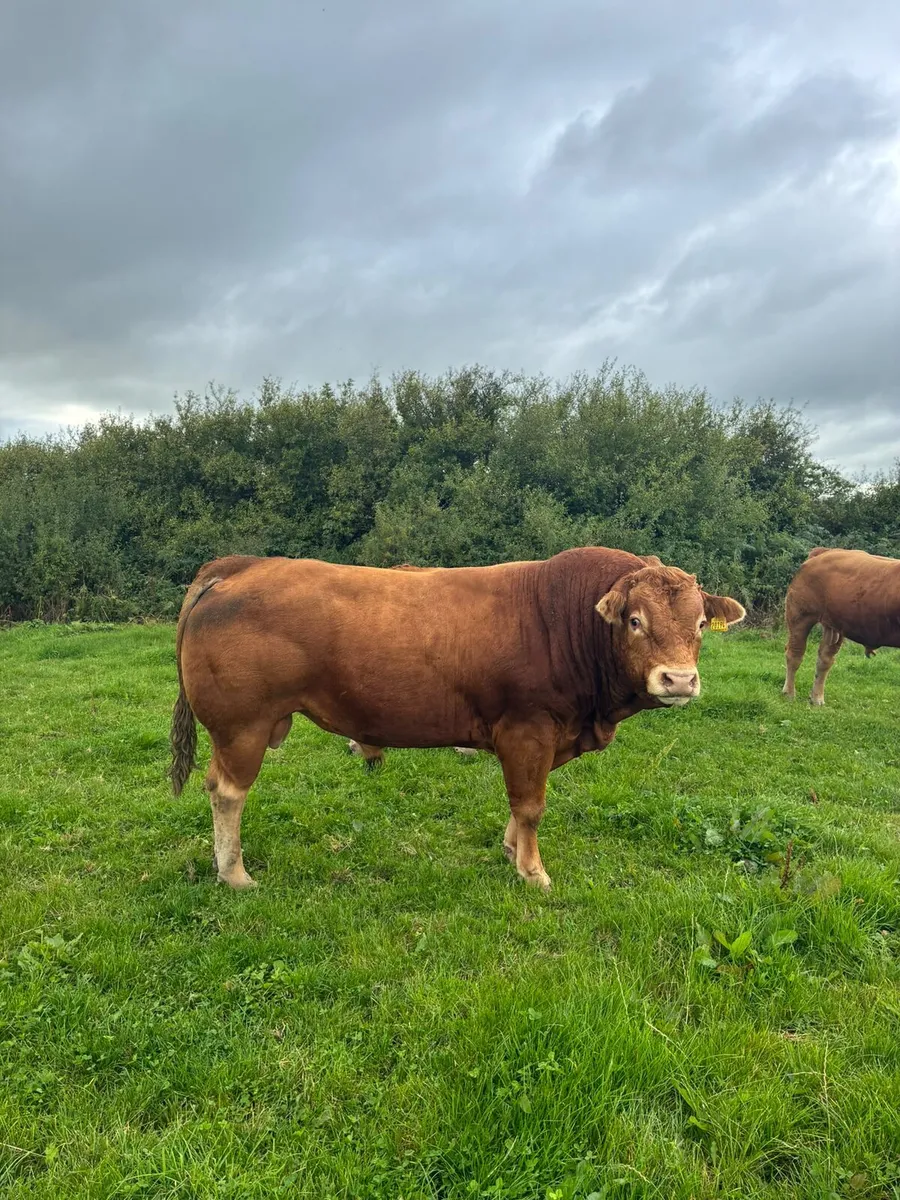 Limousin Bulls - Image 1