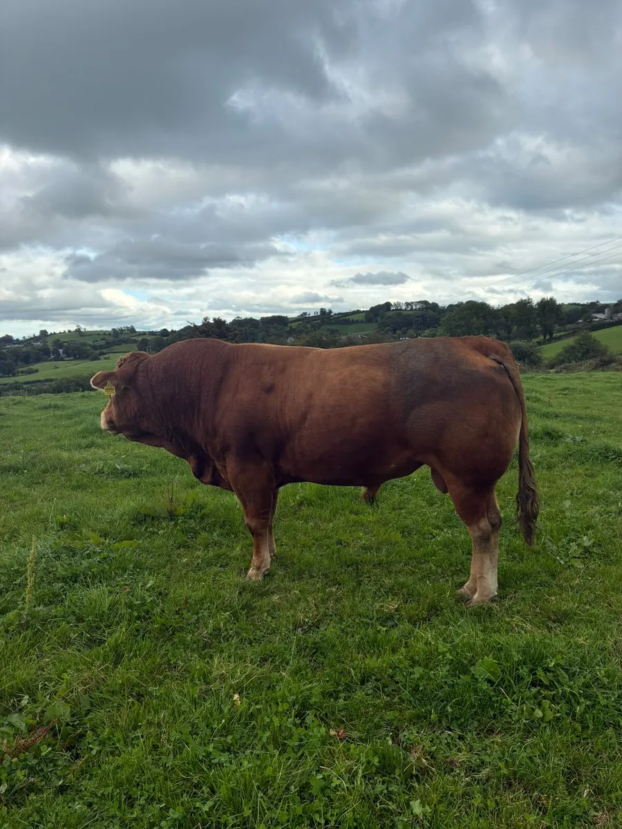 Limousin Bulls - Image 2