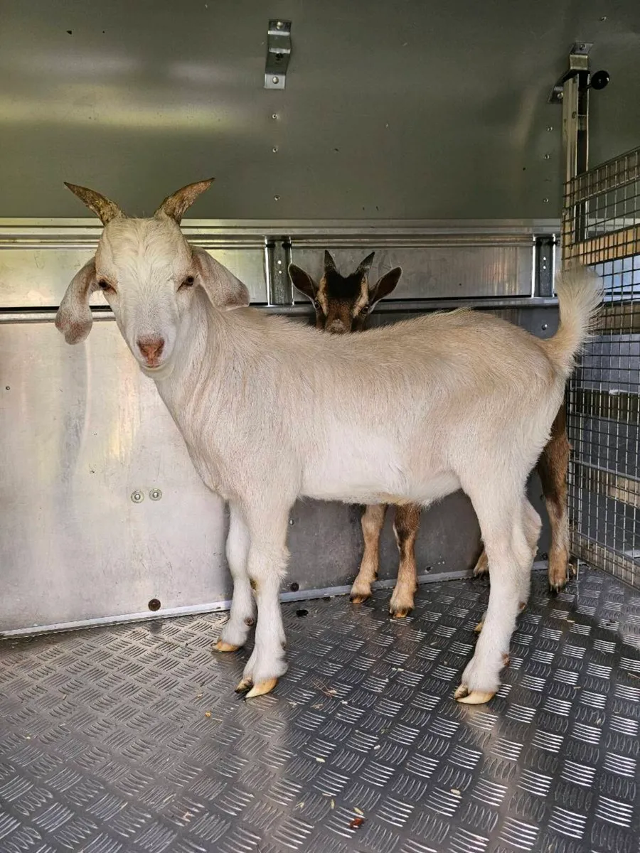 Male Kid Goats - Image 3