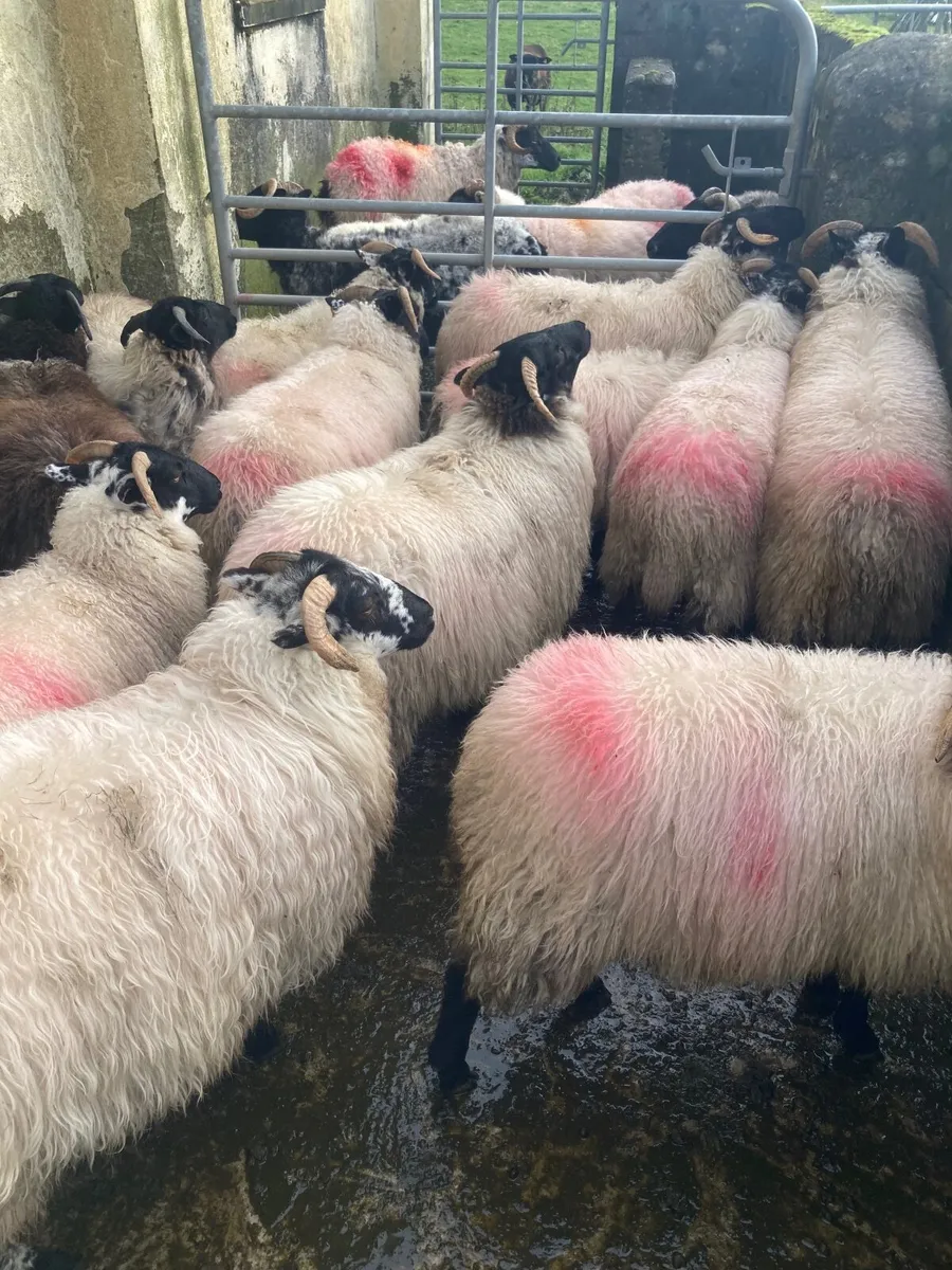 Mountain ewe lambs - Image 3