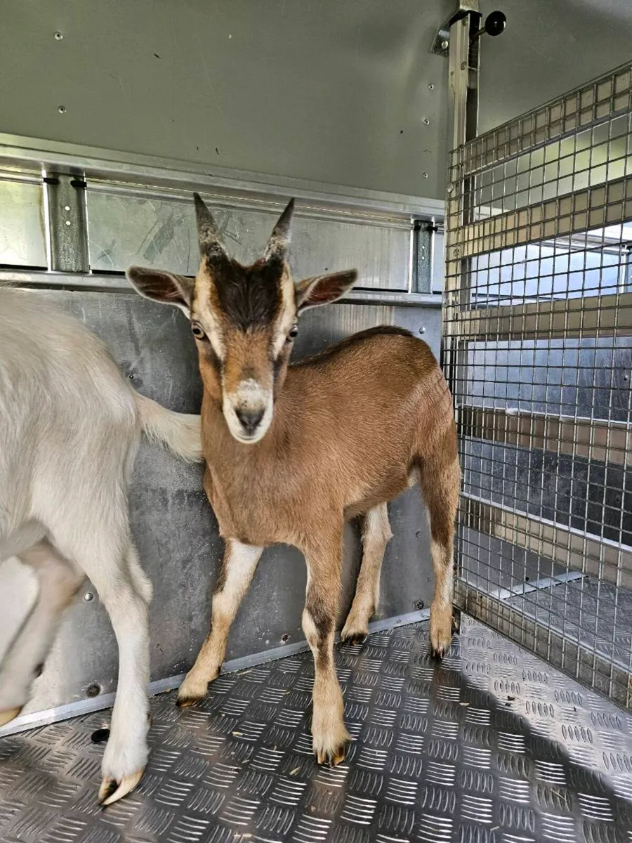 Male Kid Goats - Image 4