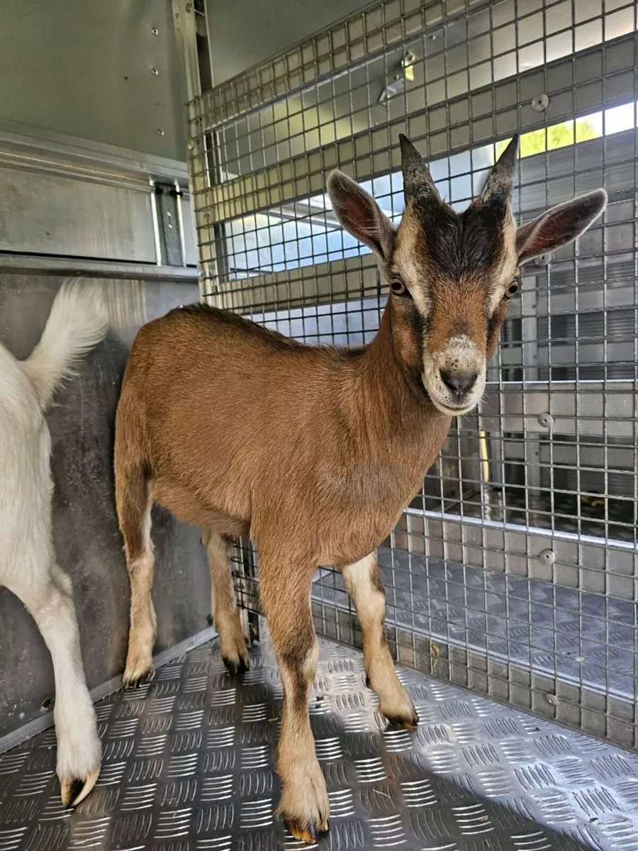 Male Kid Goats - Image 2