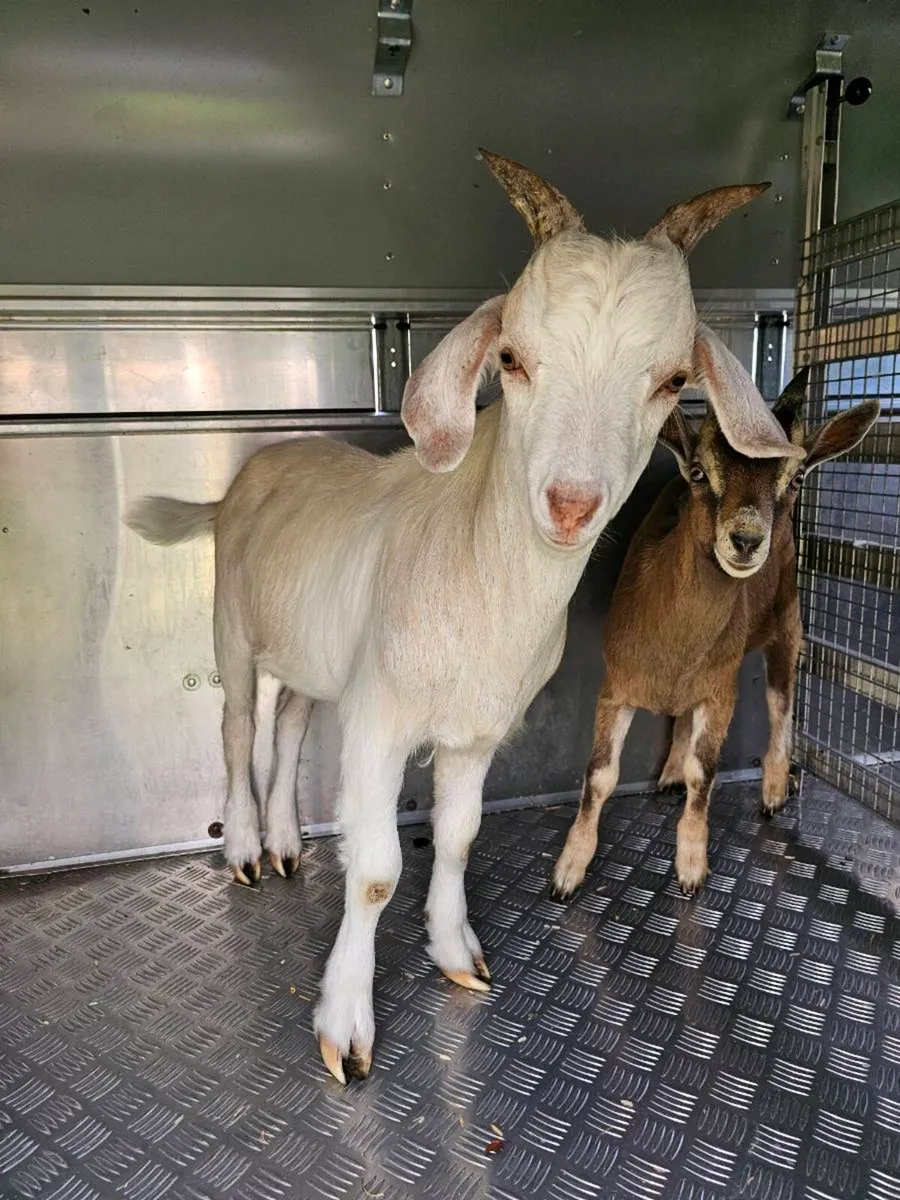 Male Kid Goats - Image 1