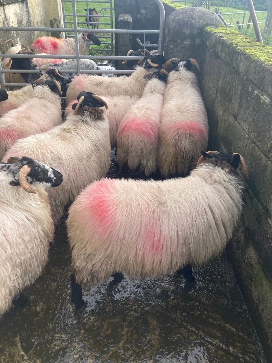 Mountain ewe lambs - Image 4