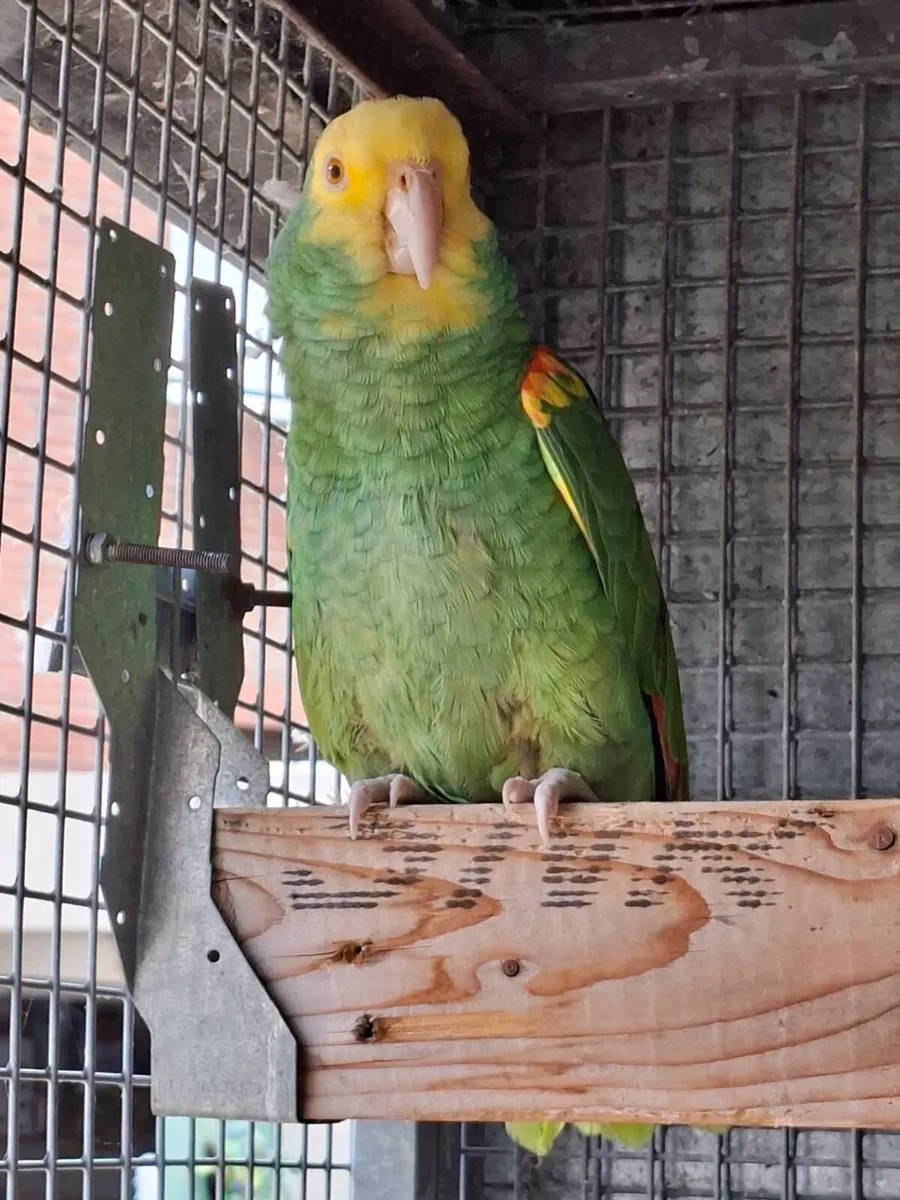 Birds - Image 1
