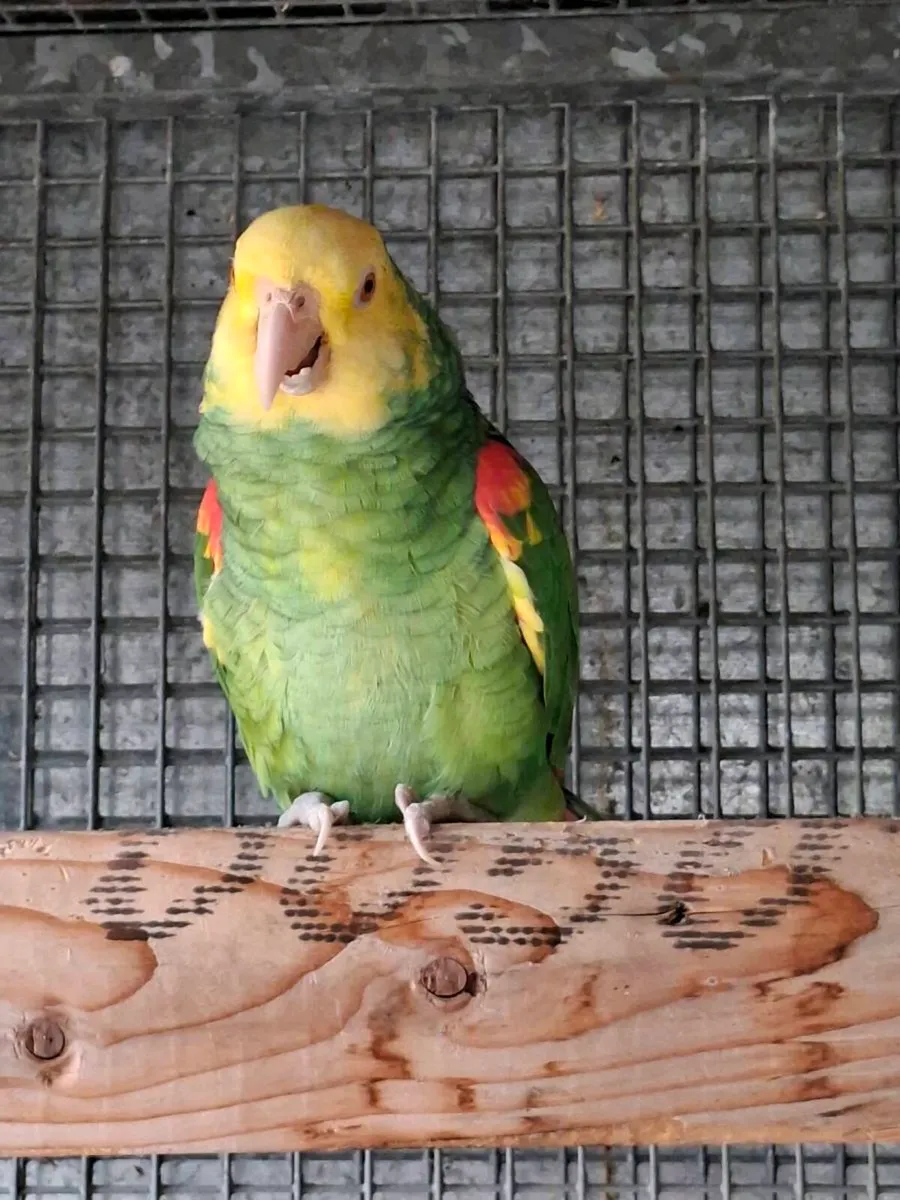 Birds - Image 2