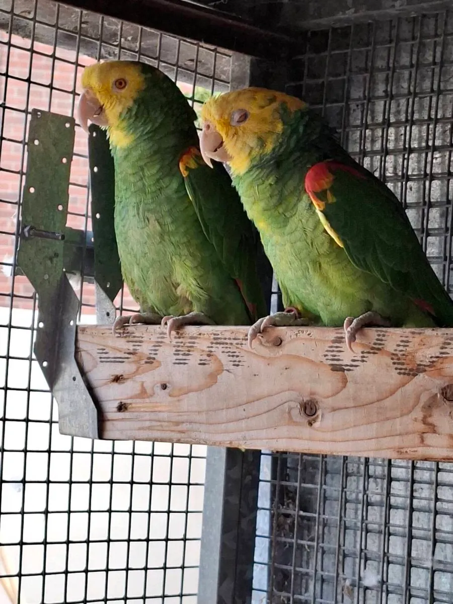 Birds - Image 3