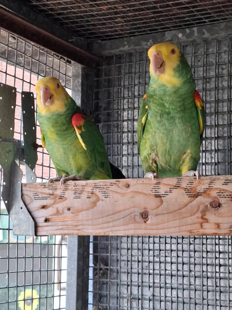 Birds - Image 4