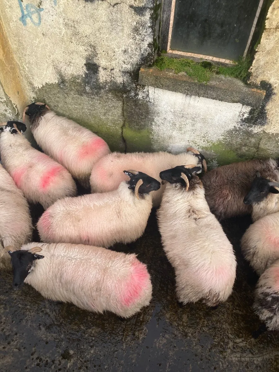 Mountain ewe lambs - Image 1